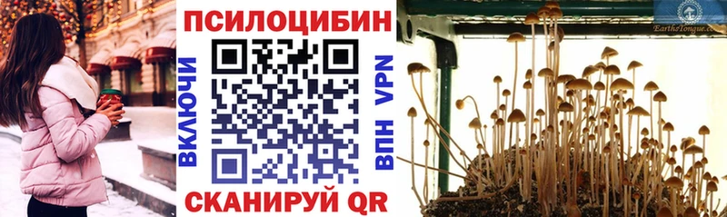 Галлюциногенные грибы Psilocybe  Купить  Звенигород 